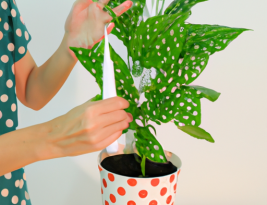 How to Care for Polka Dot Plant