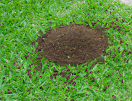 How to Get Rid of Ant Hills in Lawn