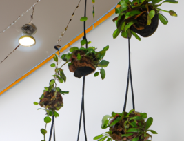 How to Hang Plants from Ceiling Without Drilling